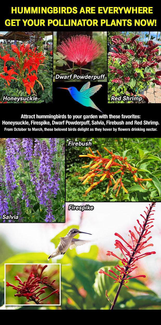 Get your pollinator plants and enjoy the hummingbirds that come to feast!